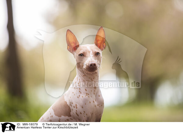 American Hairless Terrier zur Kirschbltezeit / MW-18079