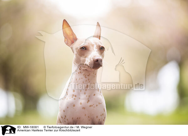 American Hairless Terrier zur Kirschbltezeit / MW-18081