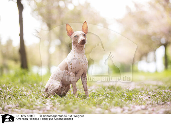 American Hairless Terrier zur Kirschbltezeit / American Hairless Terrier at cherry blossom time / MW-18083