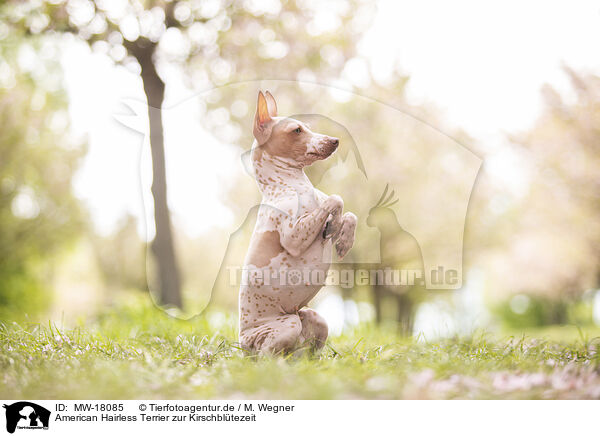 American Hairless Terrier zur Kirschbltezeit / MW-18085