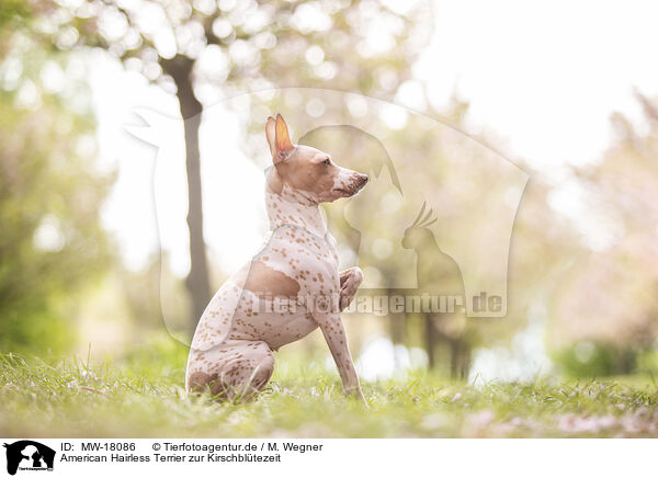 American Hairless Terrier zur Kirschbltezeit / American Hairless Terrier at cherry blossom time / MW-18086