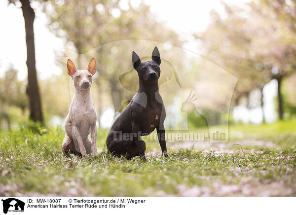 American Hairless Terrier Rde und Hndin / MW-18087