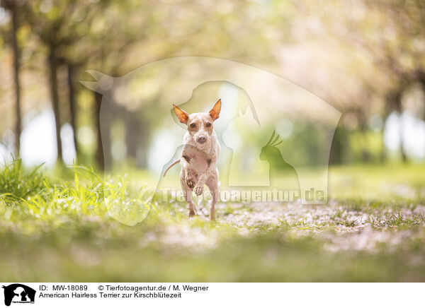 American Hairless Terrier zur Kirschbltezeit / MW-18089