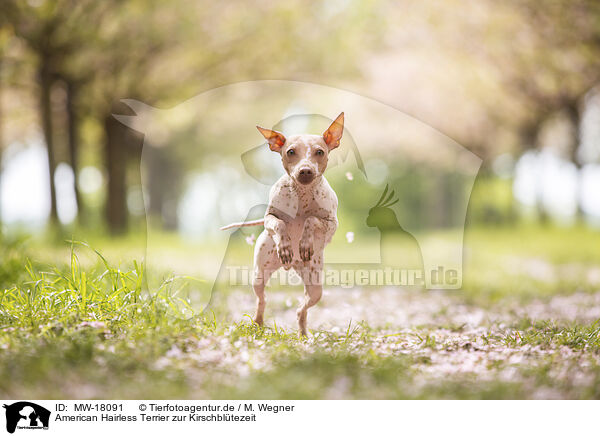 American Hairless Terrier zur Kirschbltezeit / MW-18091