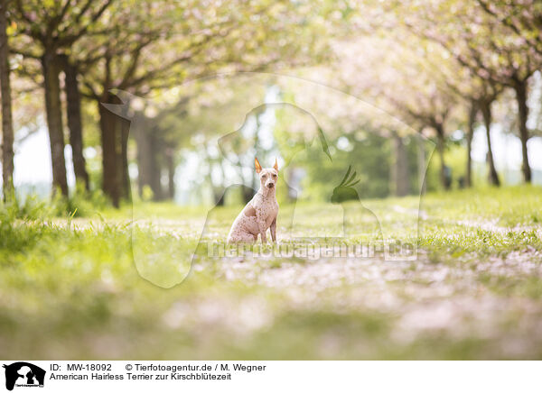 American Hairless Terrier zur Kirschbltezeit / MW-18092