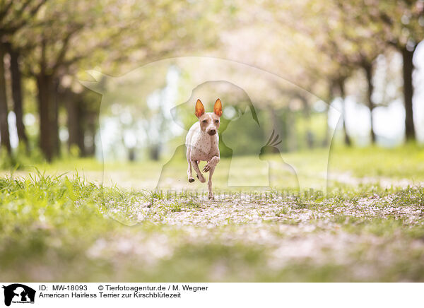 American Hairless Terrier zur Kirschbltezeit / MW-18093