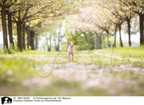 American Hairless Terrier zur Kirschbltezeit / MW-18095