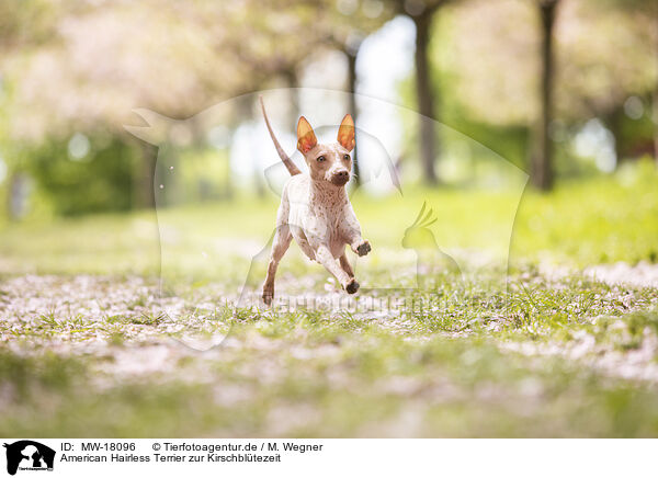 American Hairless Terrier zur Kirschbltezeit / MW-18096