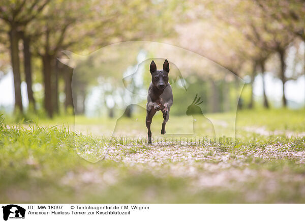 American Hairless Terrier zur Kirschbltezeit / American Hairless Terrier at cherry blossom time / MW-18097