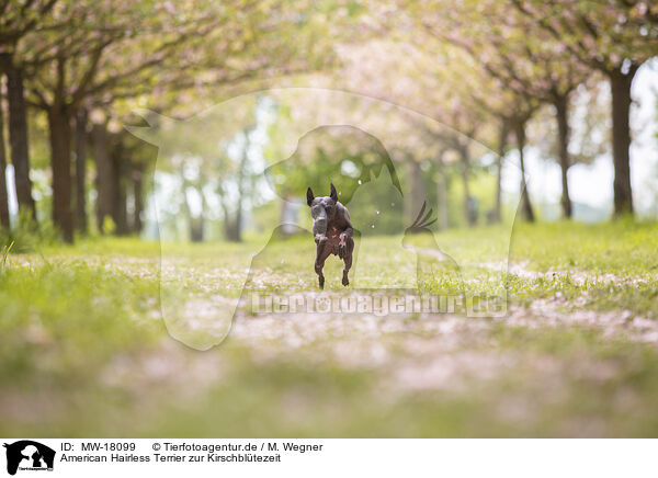 American Hairless Terrier zur Kirschbltezeit / MW-18099