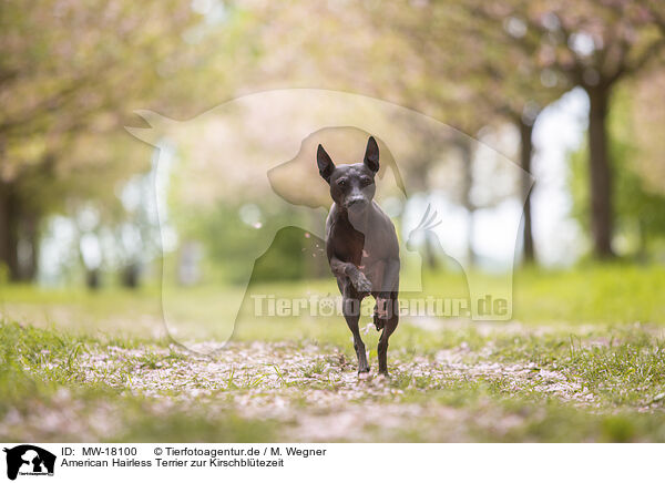 American Hairless Terrier zur Kirschbltezeit / MW-18100