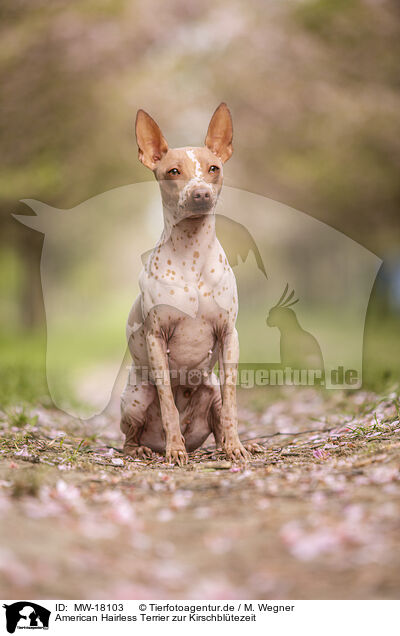 American Hairless Terrier zur Kirschbltezeit / MW-18103