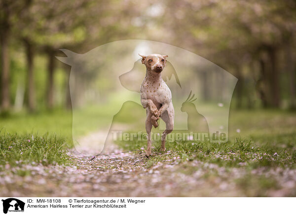 American Hairless Terrier zur Kirschbltezeit / MW-18108