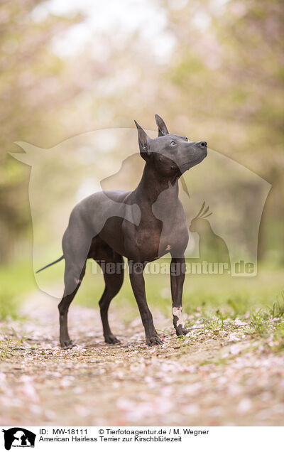 American Hairless Terrier zur Kirschbltezeit / MW-18111