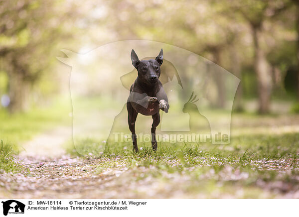 American Hairless Terrier zur Kirschbltezeit / MW-18114