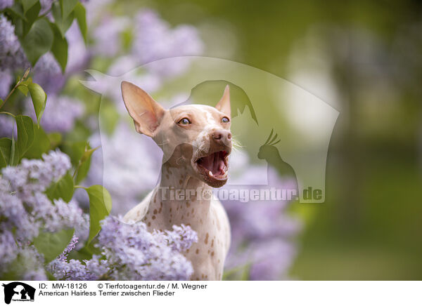 American Hairless Terrier zwischen Flieder / MW-18126