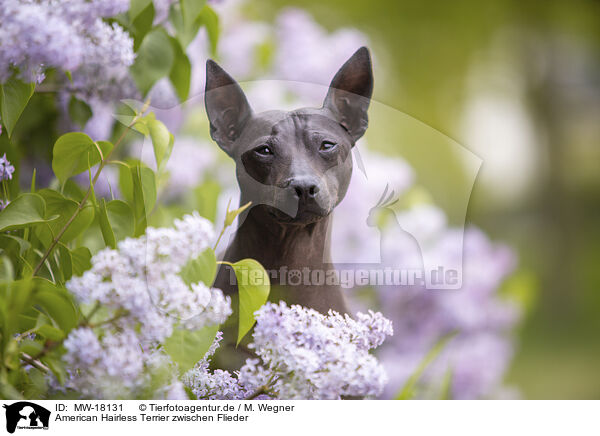 American Hairless Terrier zwischen Flieder / American Hairless Terrier between lilac / MW-18131