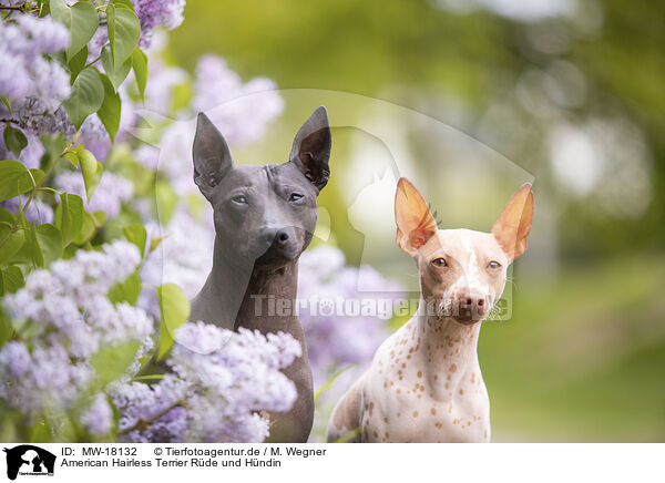 American Hairless Terrier Rde und Hndin / male and female American Hairless Terrier / MW-18132