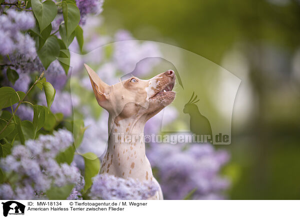 American Hairless Terrier zwischen Flieder / American Hairless Terrier between lilac / MW-18134