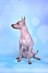 sitzender American Hairless Terrier