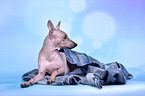 liegender American Hairless Terrier