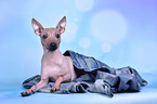 liegender American Hairless Terrier