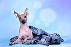 liegender American Hairless Terrier