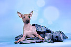 liegender American Hairless Terrier