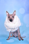 sitzender American Hairless Terrier