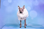 American Hairless Terrier