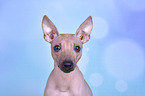 American Hairless Terrier Portrait