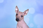 American Hairless Terrier Portrait