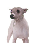 American Hairless Terrier Portrait