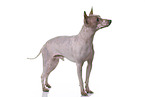 American Hairless Terrier