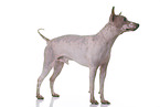 American Hairless Terrier