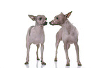 2 American Hairless Terrier