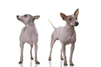 2 American Hairless Terrier