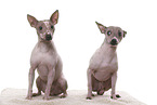 2 American Hairless Terrier