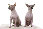 2 American Hairless Terrier