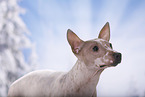 American Hairless Terrier Portrait