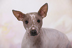 American Hairless Terrier Portrait