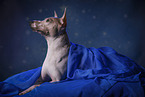 liegender American Hairless Terrier