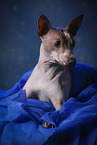 liegender American Hairless Terrier