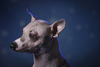 American Hairless Terrier Portrait