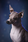 American Hairless Terrier Portrait