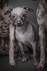 American Hairless Terrier