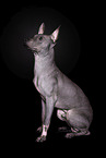 American Hairless Terrier  Rde vor schwarzem Hintergrund