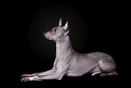 American Hairless Terrier  Rde vor schwarzem Hintergrund