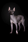 American Hairless Terrier  Rde vor schwarzem Hintergrund