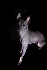 American Hairless Terrier  Rde vor schwarzem Hintergrund
